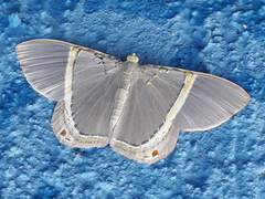 Phrygionis privignaria