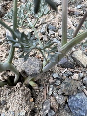 Lomatium cuspidatum