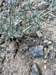 Lomatium cuspidatum