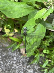 Leptogomphus sauteri formosanus