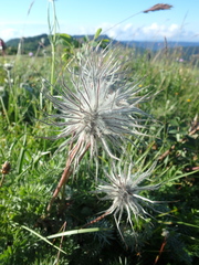 Pulsatilla albana