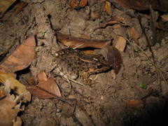 Leptodactylus macrosternum