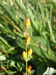 Hypericum linarioides