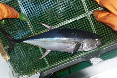 Thunnus albacares