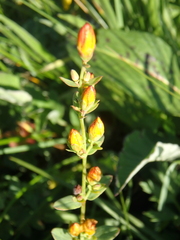 Hypericum linarioides