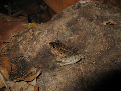 Leptodactylus macrosternum