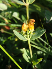 Hypericum linarioides