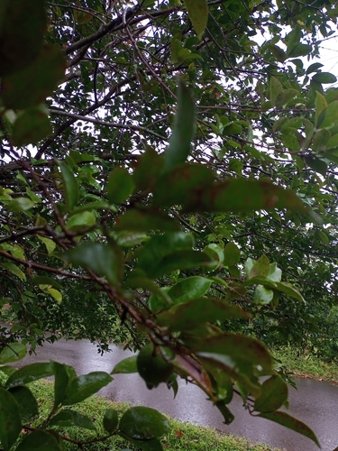 Psidium friedrichsthalianum - Whole tree