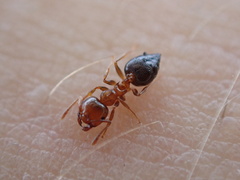 Crematogaster pinicola