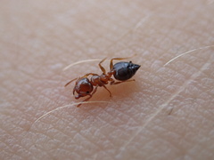 Crematogaster pinicola