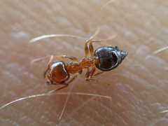 Crematogaster pinicola
