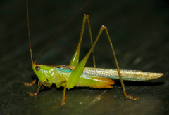 Conocephalus iris