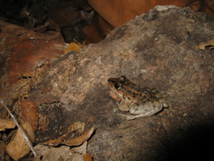 Leptodactylus macrosternum