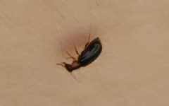 Hypebaeus flavicollis