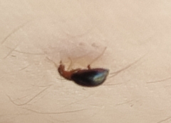 Hypebaeus flavicollis