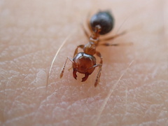 Crematogaster pinicola