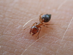 Crematogaster pinicola