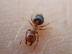 Crematogaster pinicola