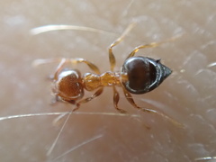 Crematogaster pinicola