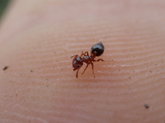Crematogaster pinicola