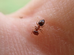 Crematogaster pinicola