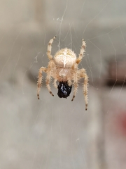Araneus diadematus