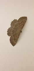 Gnophini