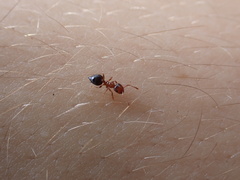 Crematogaster pinicola