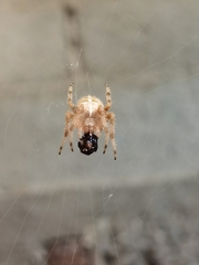 Araneus diadematus