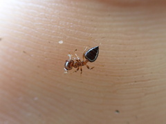 Crematogaster pinicola