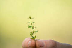 Cruciata glabra