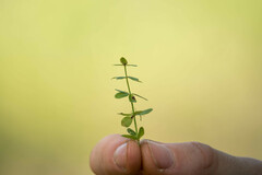 Cruciata glabra