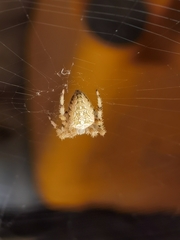 Araneus diadematus