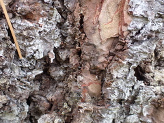 Crematogaster pinicola