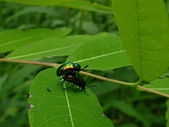 Chrysochus auratus