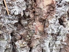 Crematogaster pinicola