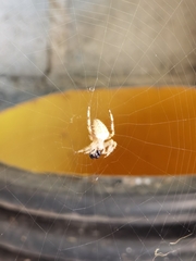 Araneus diadematus