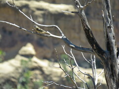 Pheucticus melanocephalus