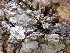 Crematogaster pinicola