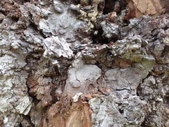 Crematogaster pinicola