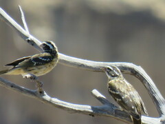 Pheucticus melanocephalus
