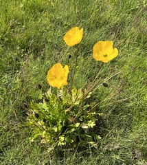 Papaver radicatum
