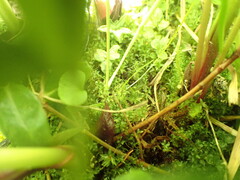 Ptychostomum weigelii