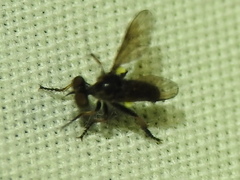 Hadrokolos texanus