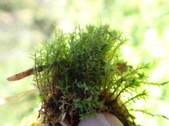 Ptychostomum weigelii