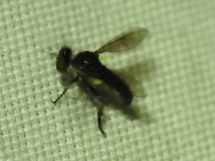 Hadrokolos texanus