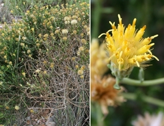 Pegolettia baccaridifolia