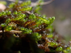 Scorpidium scorpioides