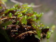 Scorpidium scorpioides