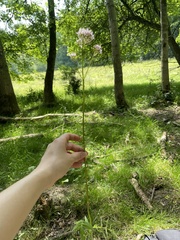 Valeriana officinalis sambucifolia